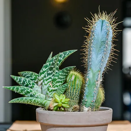 別荘 La Casa Di Amelia *